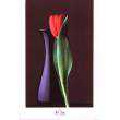 Yuri Dojc (red tulip)
